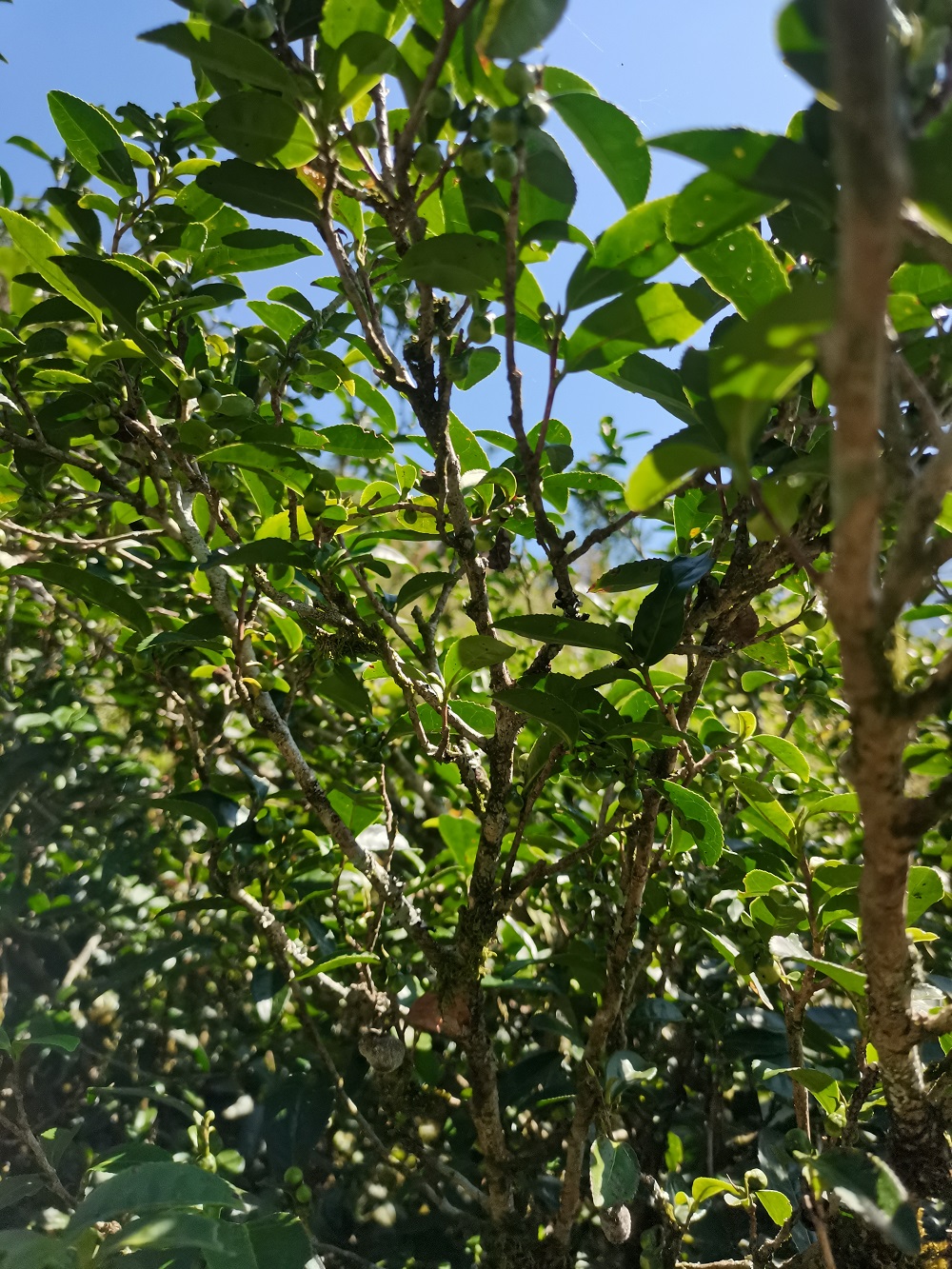 老枞1000+1333 (2).jpg